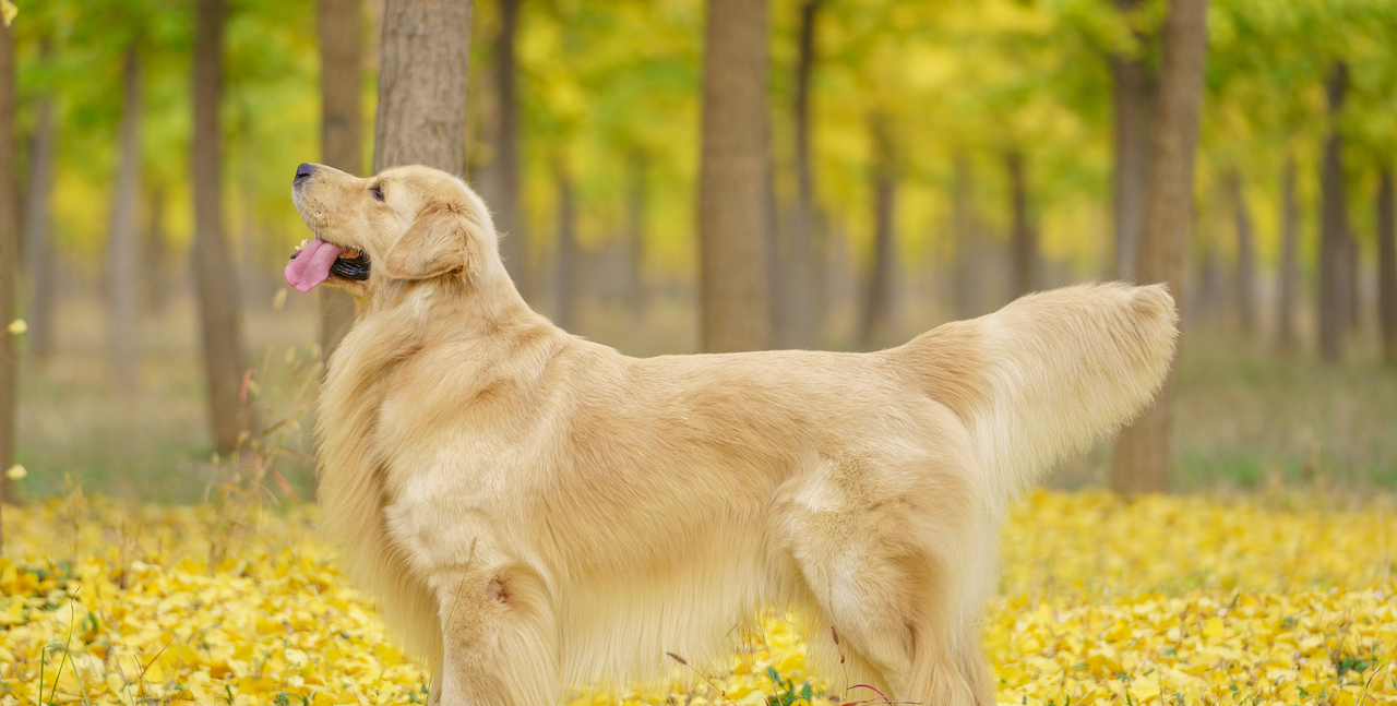 Ch. Oakridge's Forever Young