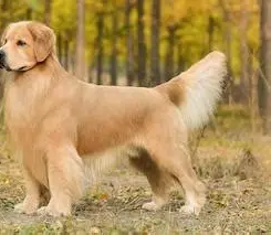 Ch. Bramblewick Storm