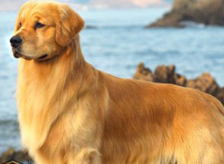 Ch. Whitewater Masterpiece